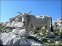 Escursione al Monte Cervati (SA) - foto 22