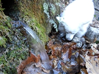 Escursione da CETARA al Monte Dell'Avvocata (Monti LATTARI) SALERNO - foto 83